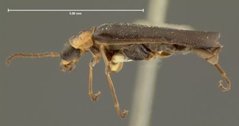 Media type: image;   Entomology 3399 Aspect: habitus lateral view